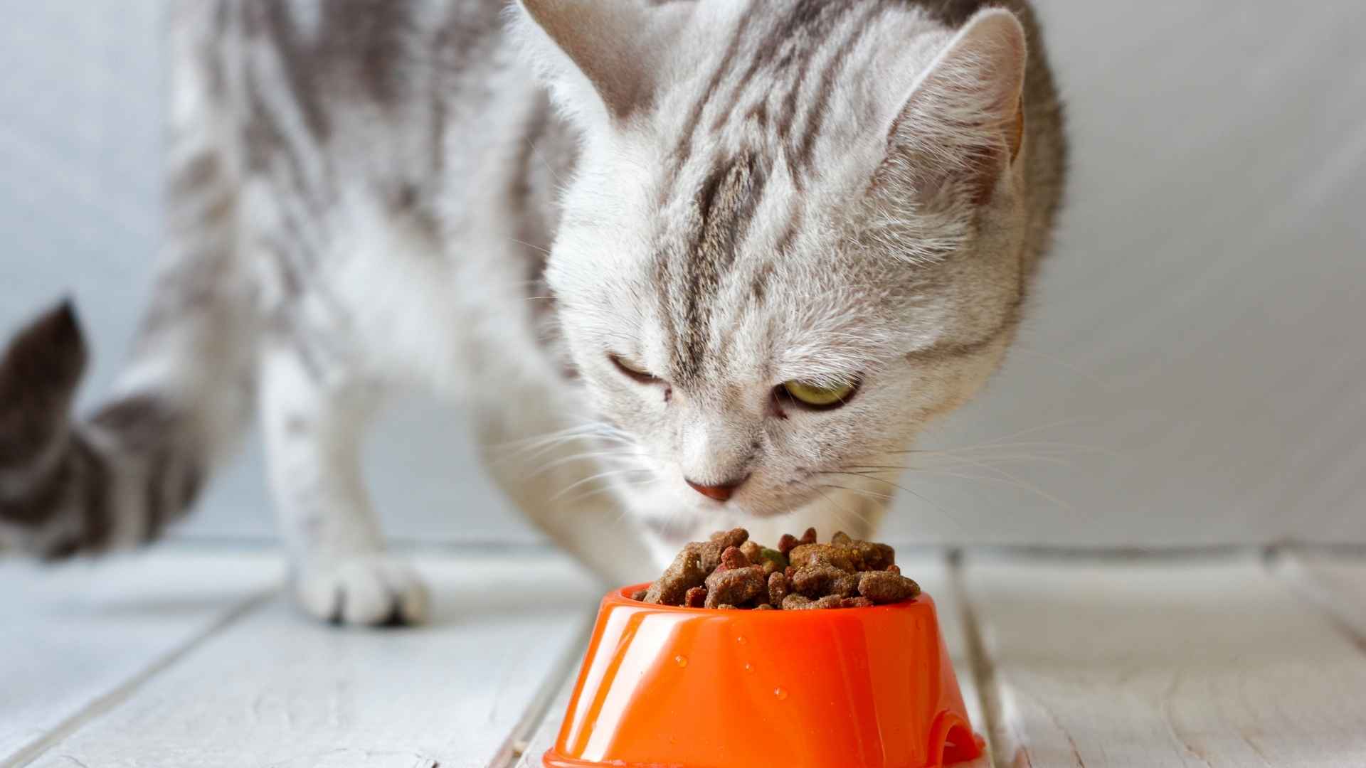 מזון דיאטטי לחתול