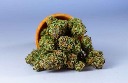Medical Cannabis Pharmacy2